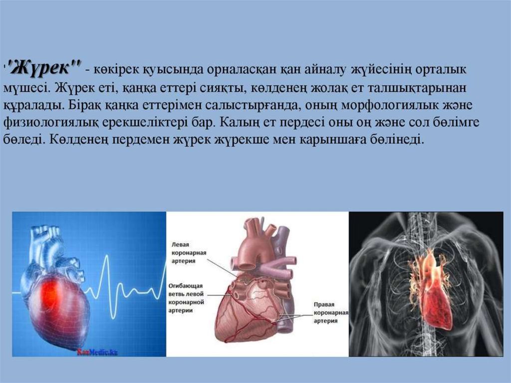 Жүрек құрылысы презентация