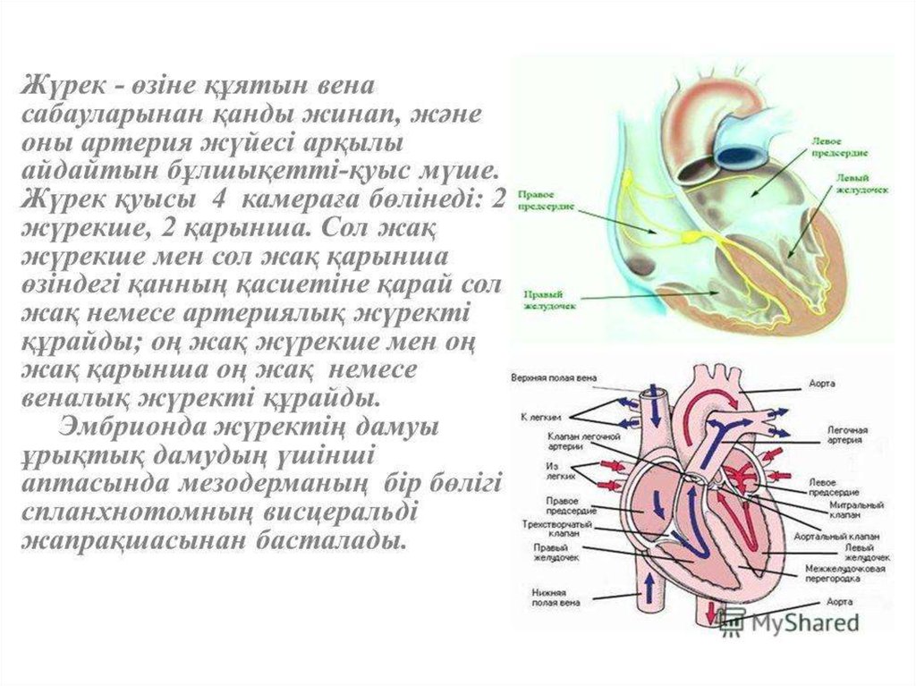 Жүрек құрылысы презентация