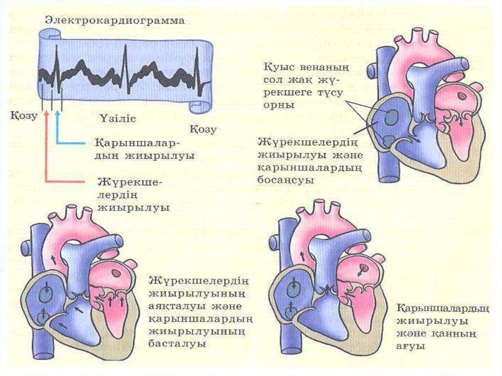 Жүрек құрылысы презентация