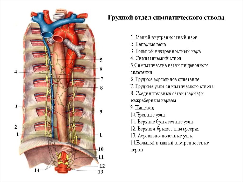 Отделы груди. Грудной отдел симпатического ствола анатомия. Грудной отдел симпатического ствола его топография узлы ветви. Узлы грудного отдела симпатического ствола. Ветви грудного отдела симпатического ствола.