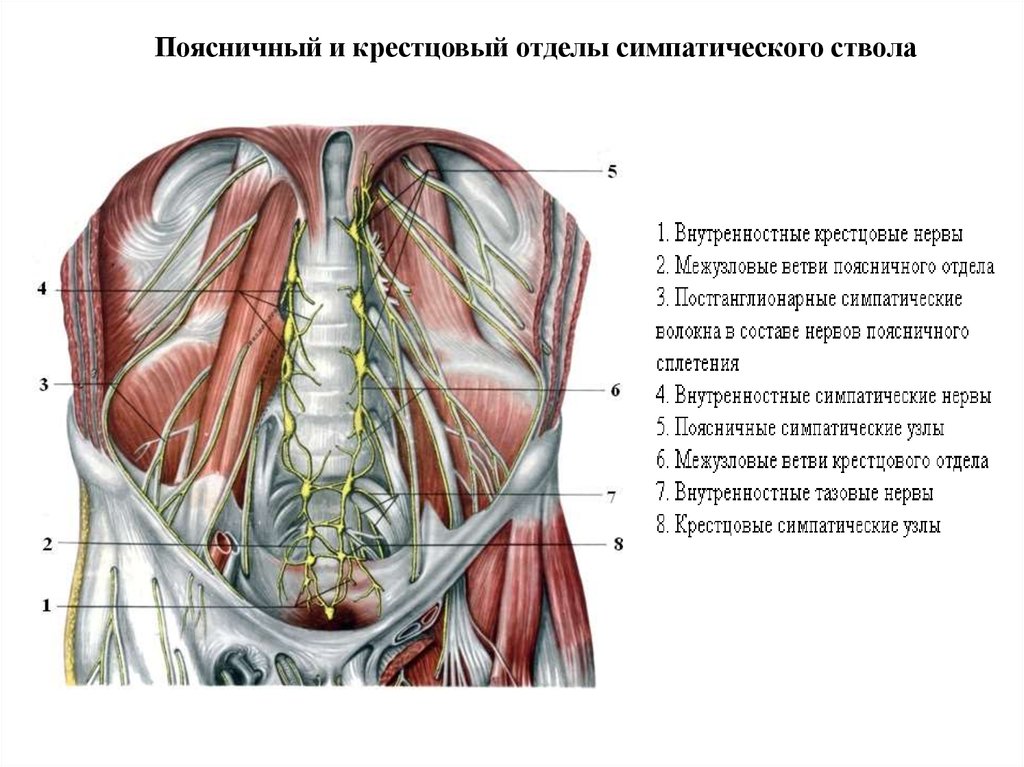 Отделы симпатического ствола. Ветви поясничных узлов симпатического ствола. Межузловые ветви симпатического ствола латынь. Ветви поясничного и крестцового сплетения. Грудной отдел симпатического ствола анатомия.