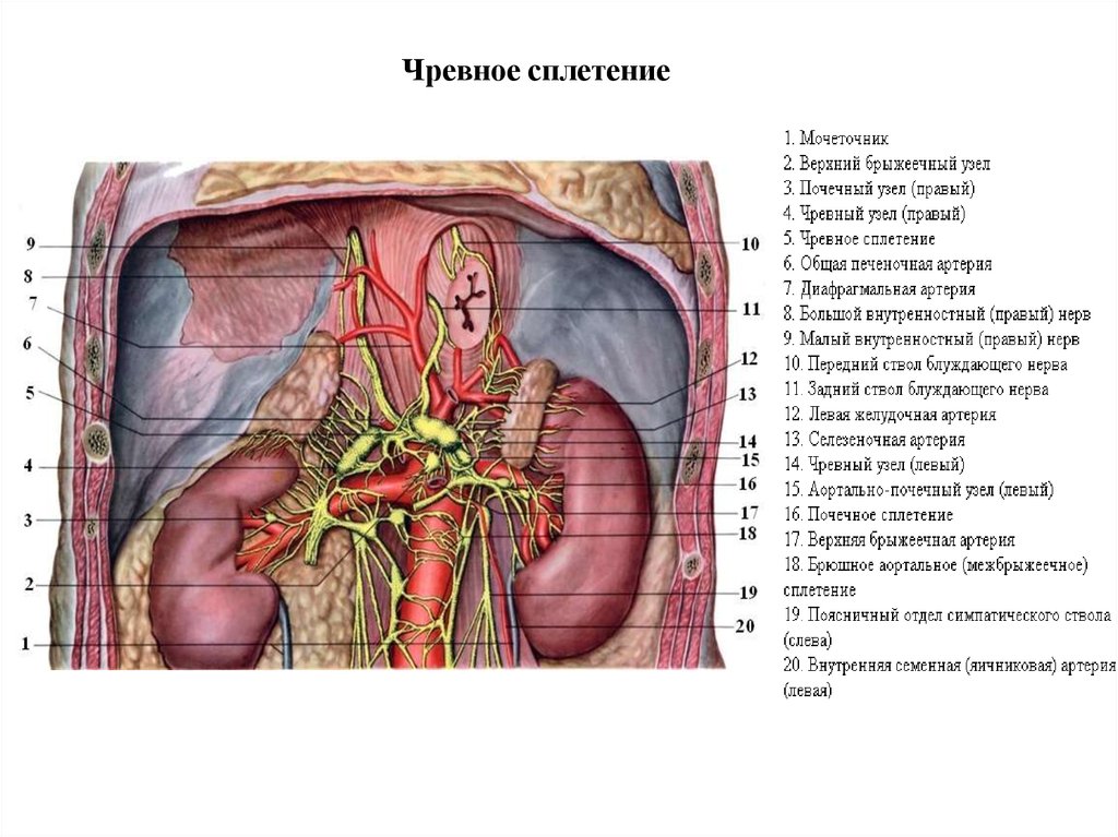 Брюшной на латыни. Вегетативные сплетения брюшной полости. Чревные узлы анатомия. Брюшное аортальное сплетение узлы. Анатомические структуры чревного сплетения.
