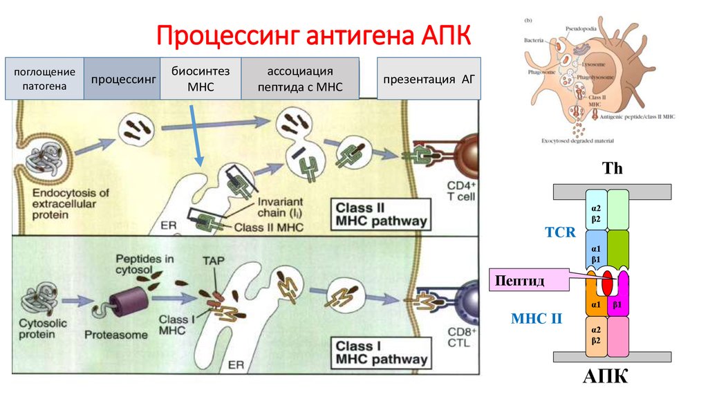 Презентация антигенов это