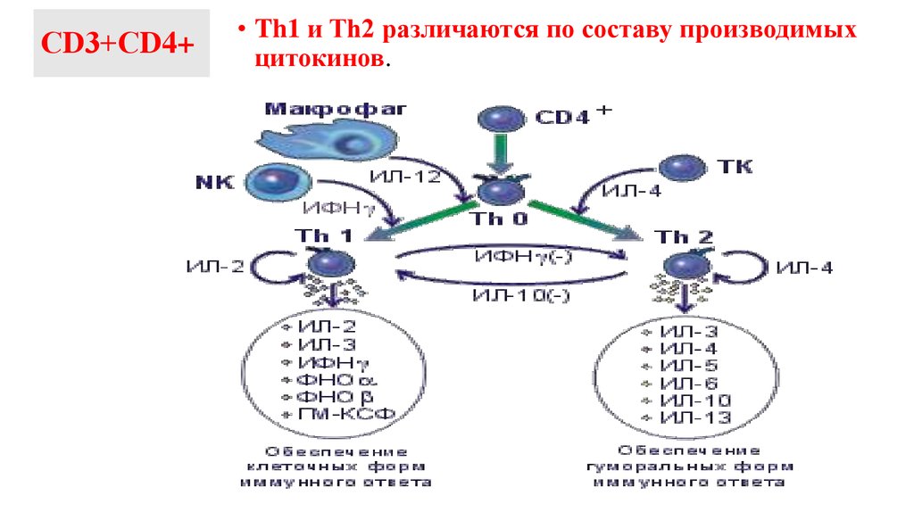 Схема th1 ответа