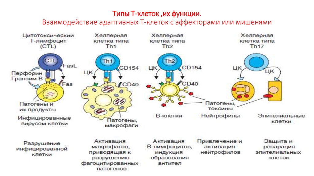 Б клетки. Клетки иммунной системы т-киллеры. Эффекторные клетки клеточного иммунитета. Функция т лимфоцитов хелперов. Тип иммунитета в и т лимфоцитов.