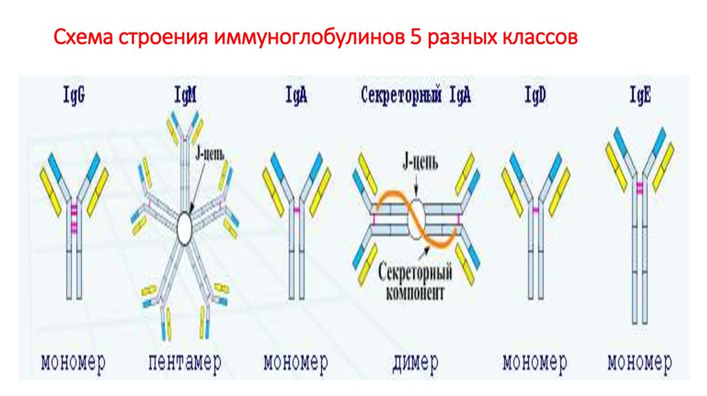 Презентация иммуноглобулины микробиология