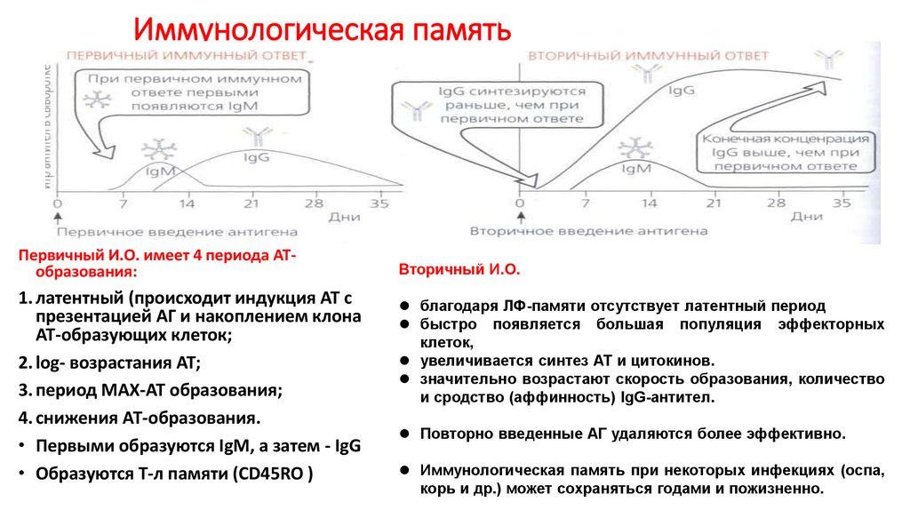 Первичный иммунный ответ схема