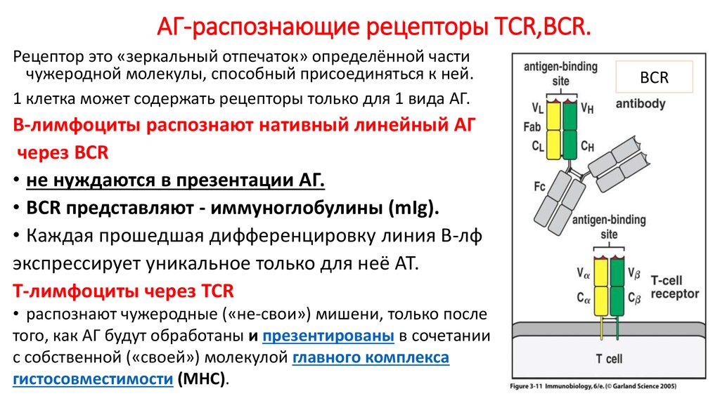 Распознавание простейших