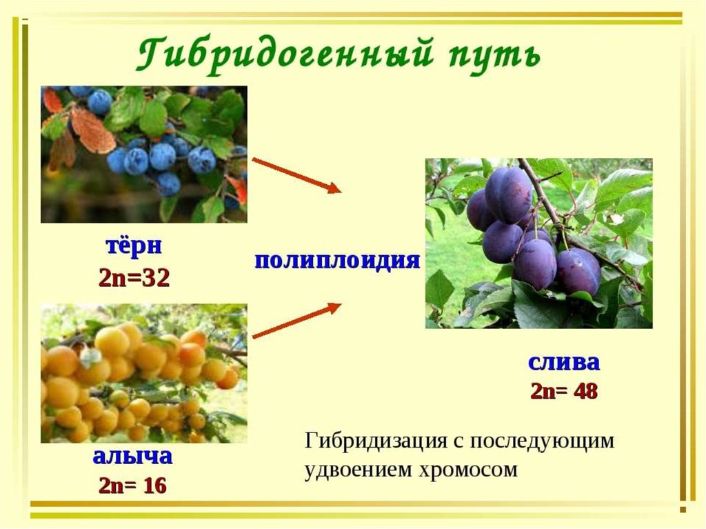 Полиплоидия презентация 10 класс