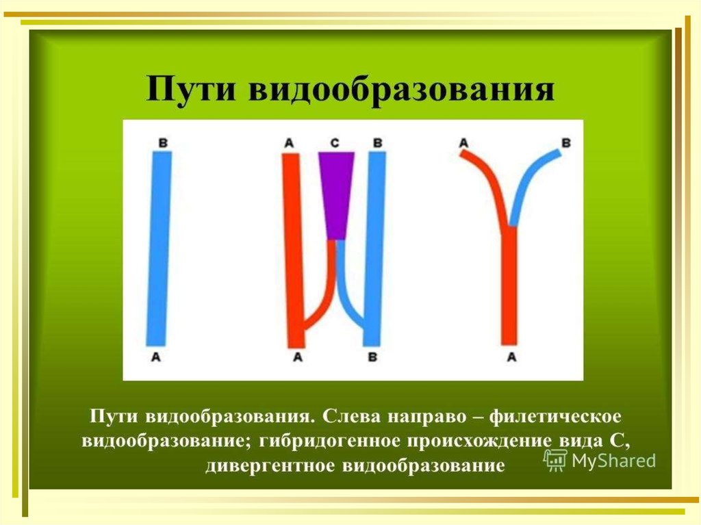 Факторами видообразования являются. Видообразование. Филетический путь видообразования. Дивергентное видообразование. Диверггендное видообразования.