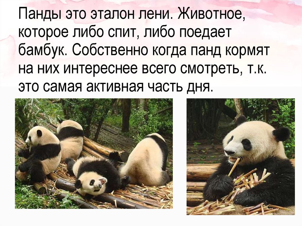 Панды это эталон лени. Животное, которое либо спит, либо поедает бамбук. Собственно когда панд кормят на них интереснее всего