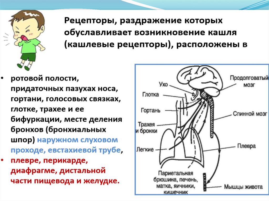 Раздражение рецепторов. Кашлевой рефлекс физиология. Рецепторы кашля. Раздражение кашлевых рецепторов. Кашель физиология.