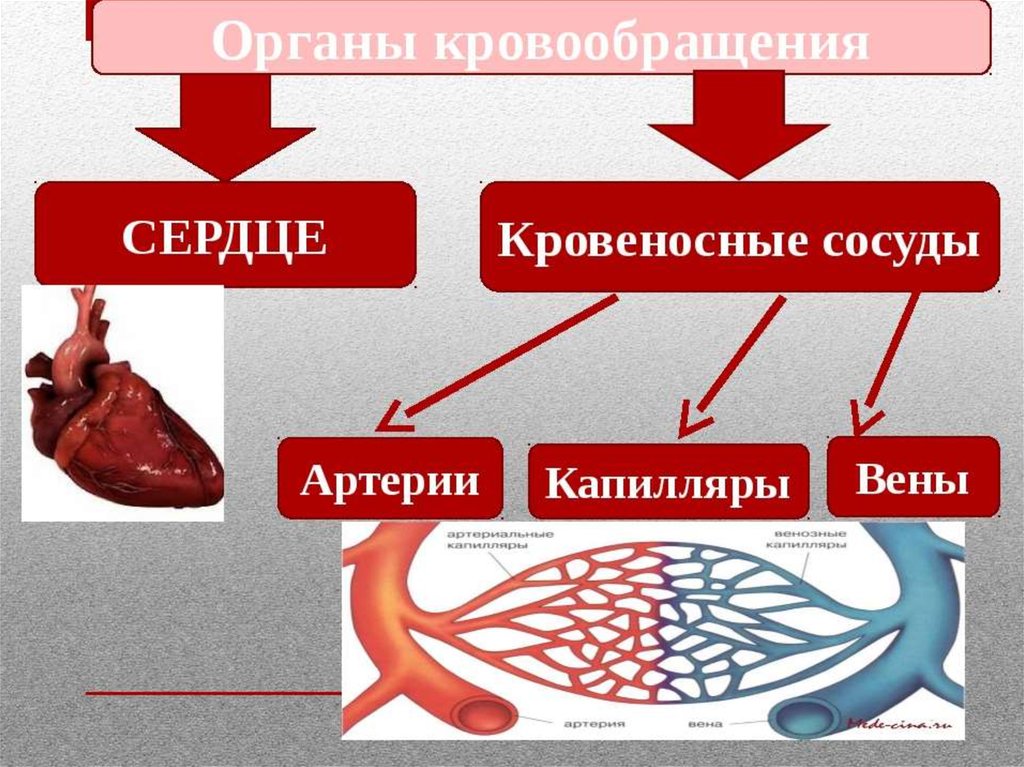 Кровеносная система человека презентация 8 класс