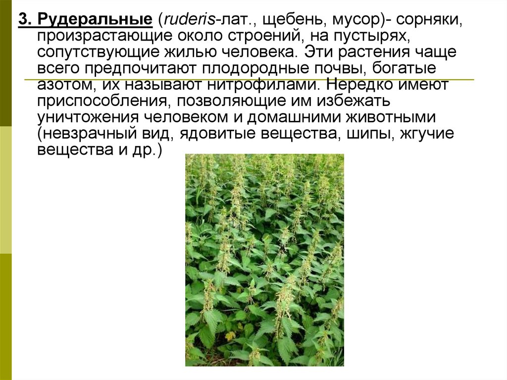 Тема сорняки. Рудеральные сорные растения. Рудеральные сорняки. Сорняки презентация. Рудеральная растительность виды.