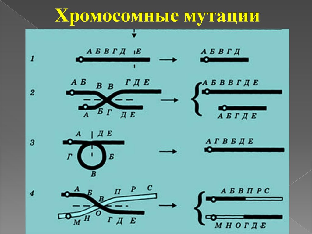 Типы мутаций рисунки