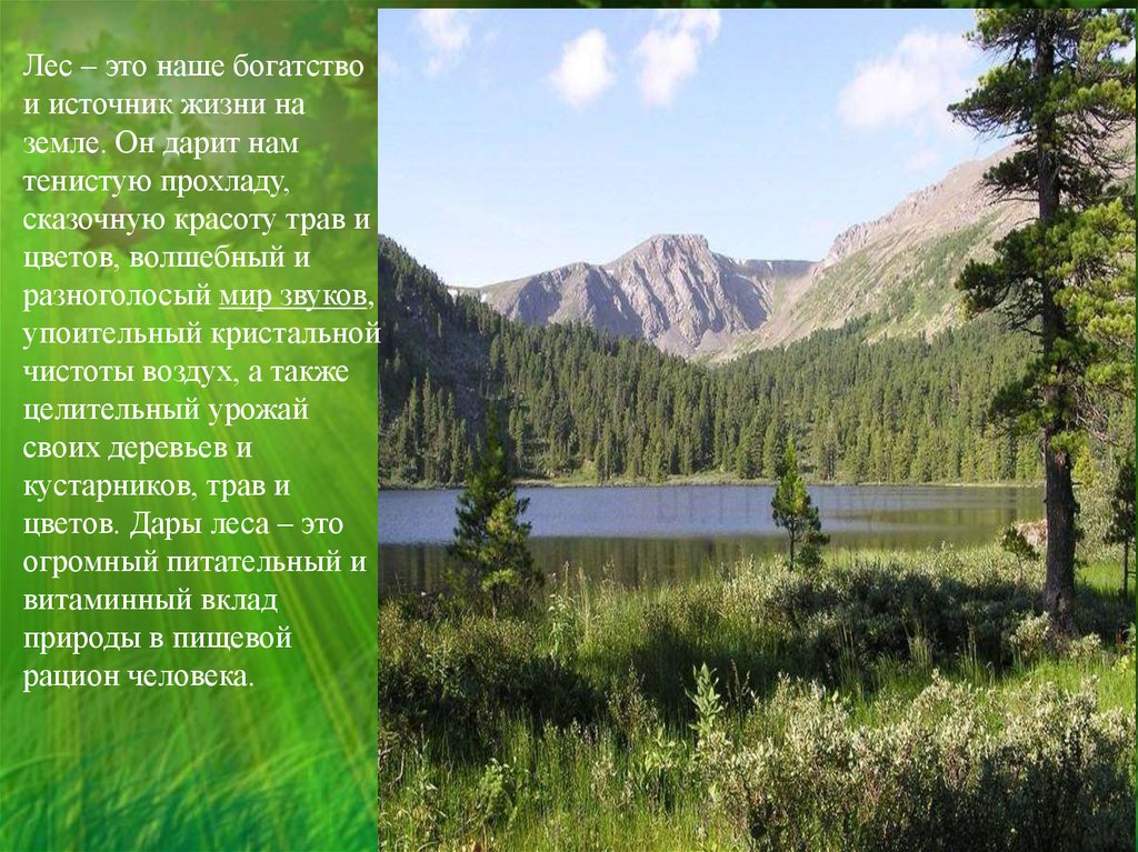 Богатство россии сочинение. Лес наше богатство. Природа наше богатство. Лес источник жизни. Лес наше богатство сочинение.