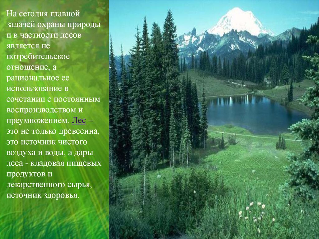 Задачи защита природы. Леса являются источником. Природа наше богатство. Главная задача охраны природы. Леса России охрана природы.
