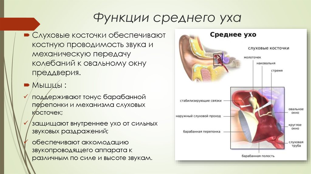 Функции косточек среднего уха