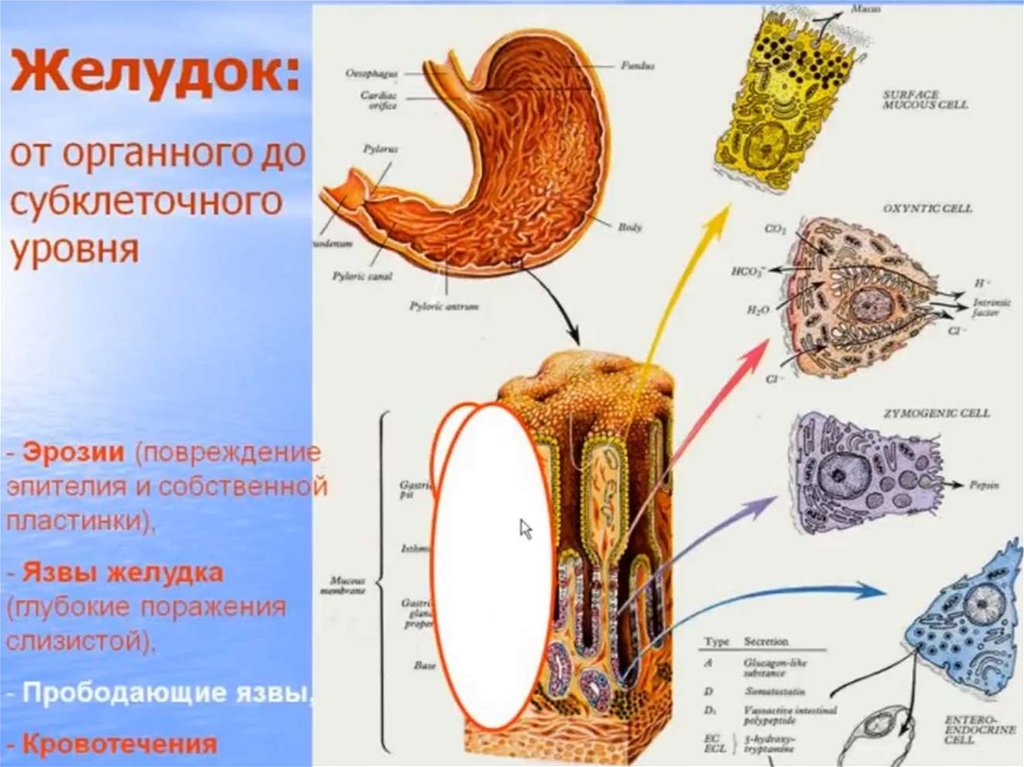 Органы пищеварения фото