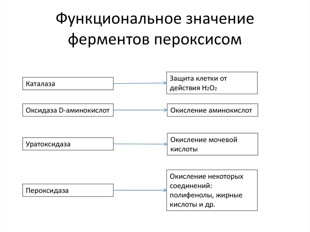 Функционально смысл. Функциональное значение. Ферменты пероксисом. Функциональное значение ферментов. Функционирование ферментов пероксисом.