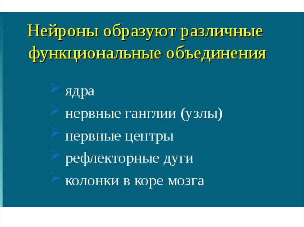 Функциональное объединение. Нейроны образуют различные функциональные объединения. Ядерный нервный центр.