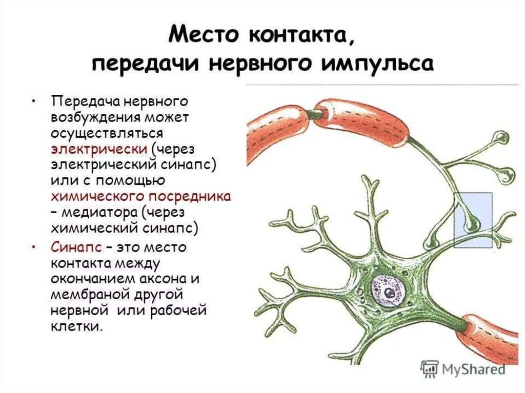 Импульсы нервной клетки. Передача нервного импульса. Схема передачи нервного импульса. Передача нервного импульса происходит. Передача нервного импульса в ЦНС.