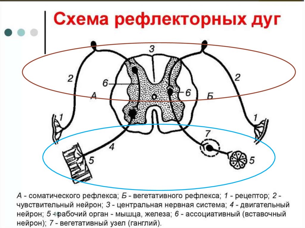 Соматическая рефлекторная дуга. Схема дуги соматического рефлекса. Схема рефлекторных дуг соматического рефлекса. Рефлекторная дуга парасимпатической нервной системы схема. Схема сложной рефлекторной дуги соматического рефлекса.