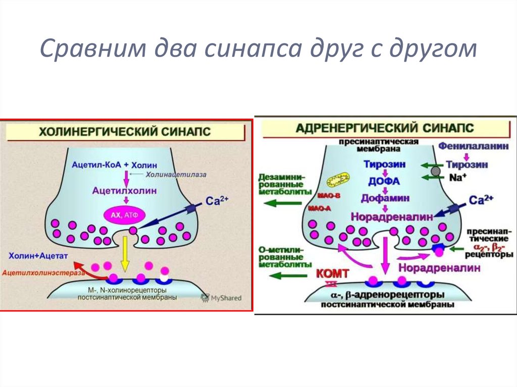 Рецепторы синапса. Схема холинергического синапса фармакология. Строение холинергического синапса. Схема функционирования холинергического синапса. Строение синапса фармакология.