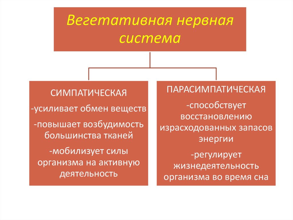 Снижают интенсивность обмена веществ симпатический