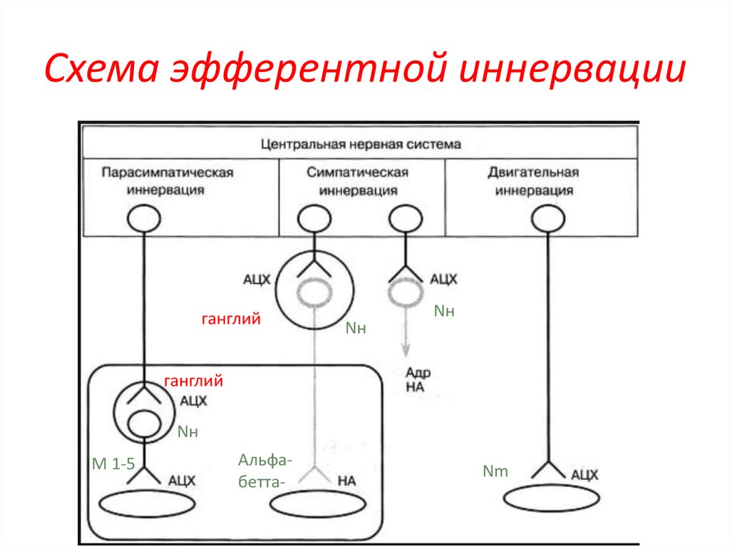 Отметьте схему. Схема эфферентной иннервации фармакология. Схема эфферентной иннервации медиаторы и рецепторы. Эфферентная иннервация холинорецепторы. Основные отделы эфферентной иннервации схема.