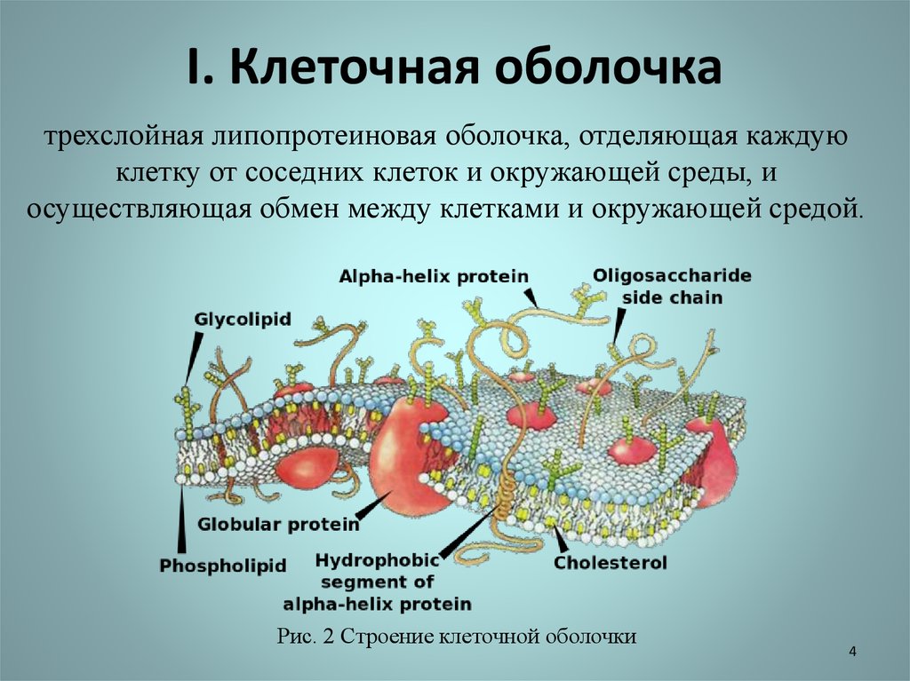 Вещества клеточной мембраны. Что такое клеточная мембрана в биологии 5 класс кратко. Мембрана клетки 5 класс биология. Строение клеточной мембраны биология. Строение мембраны клетки 5 класс биология.