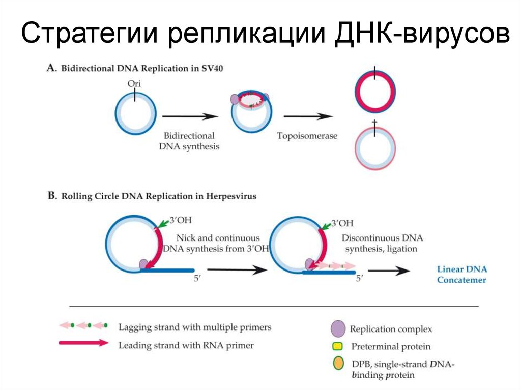 3 этапа репликации. Репликация ДНК вирусов схема. Репликация ДНК содержащих вирусов схема. Этапы репликации ДНК схема. Репликация вируса схема.
