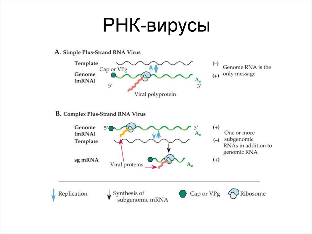 Геномные рнк. РНК полимеразный комплекс вирусов. Репликация вируса схема. Репликация РНК вирусов схема. Структуры ДНК или РНК вирусов.
