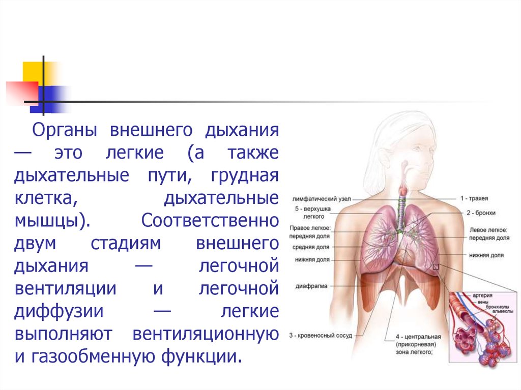 Внешнее легочное дыхание. Органы дыхания. Органы внешнего дыхания. Внешнее дыхание человека. Физиология дыхательной системы.