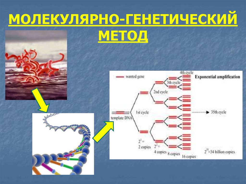 Молекулярно генетическая генетика