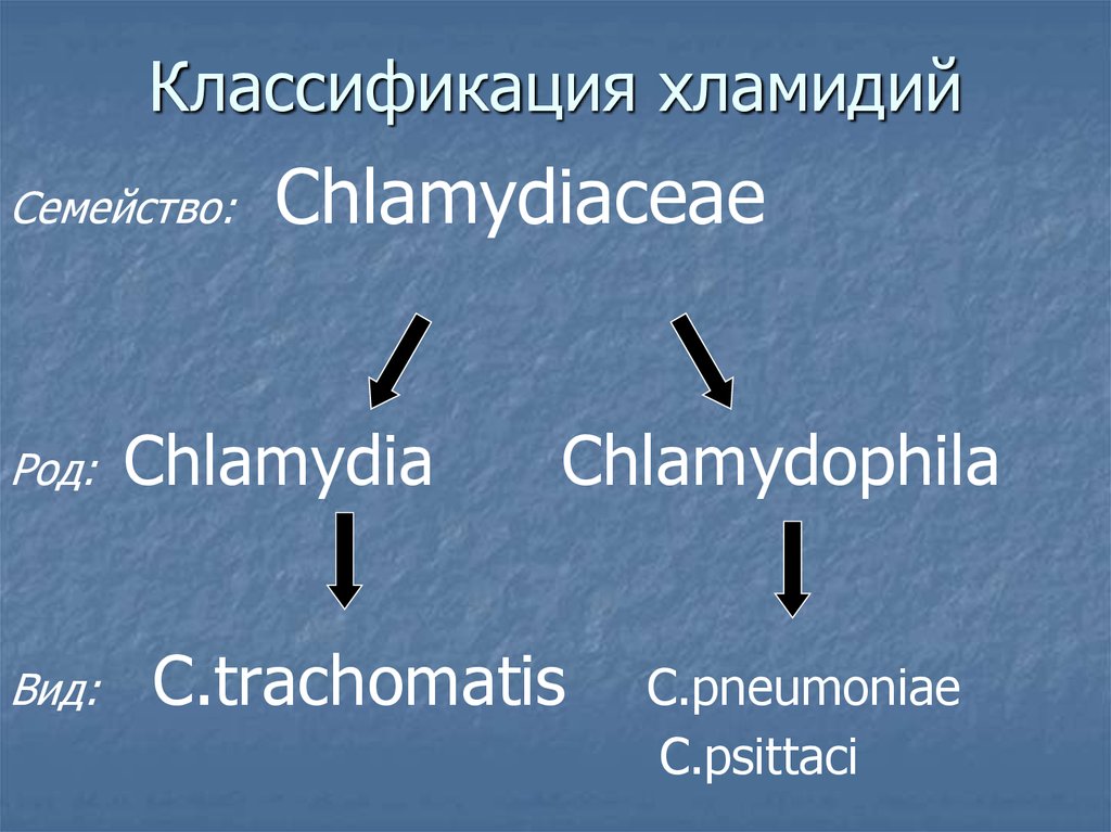 Виды хламидий. Хламидии классификация микробиология. Систематика хламидий. Хламидиозы классификация. Современная классификация хламидий.