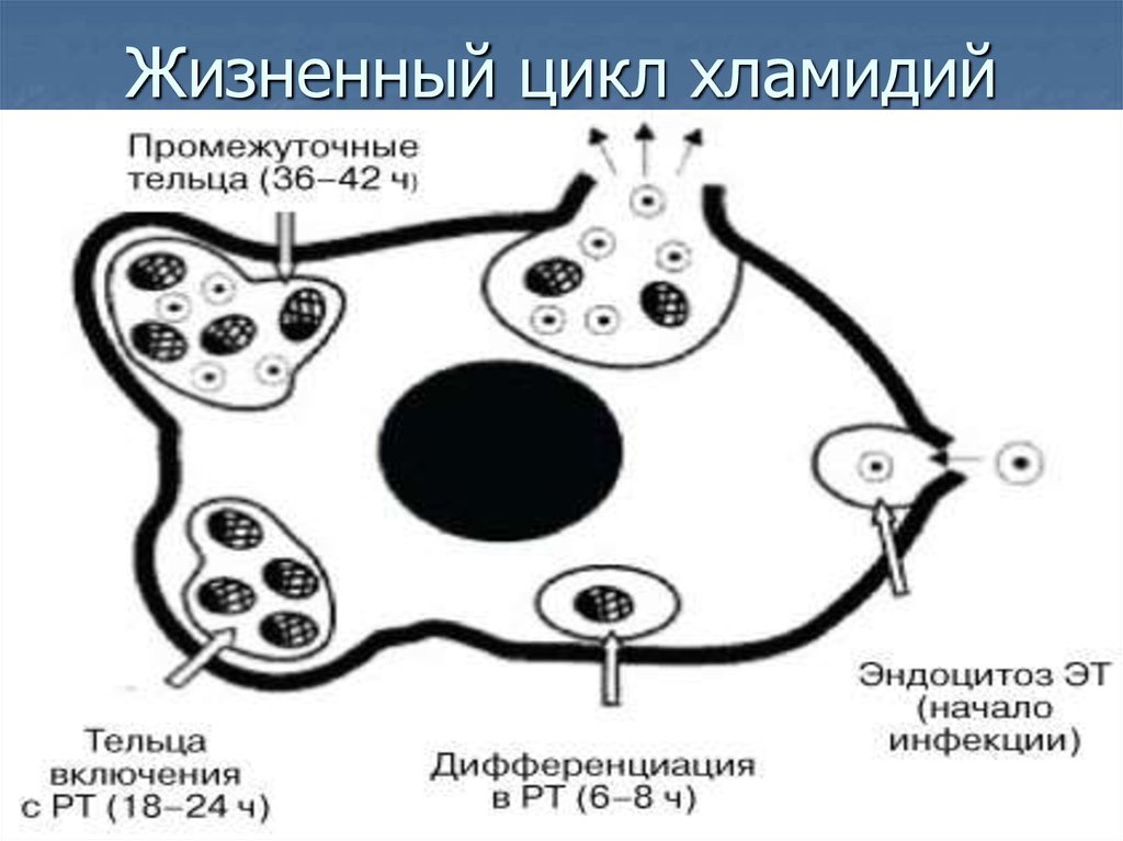 Развитие хламидий. Стадии жизненного цикла хламидии. Жизненный цикл хламидии микробиология. Промежуточные тельца хламидий. Ретикулярное тельце хламидий.