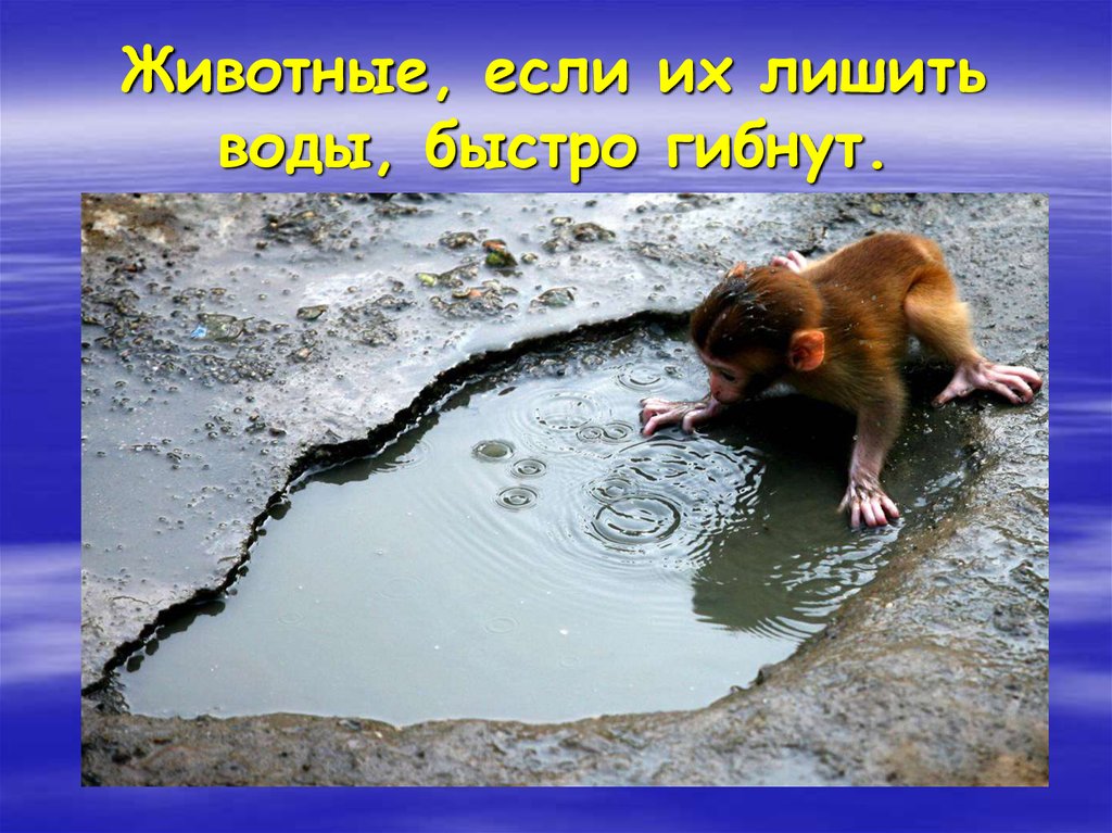 Презентация береги воду