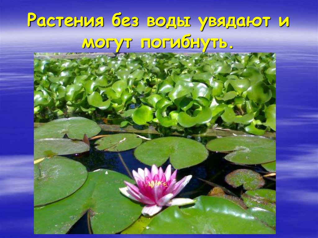 Растение получает воду в виде. Водные растения презентация. Вода в жизни растений. Водные растения окружающий мир. Растения источник жизни на земле.