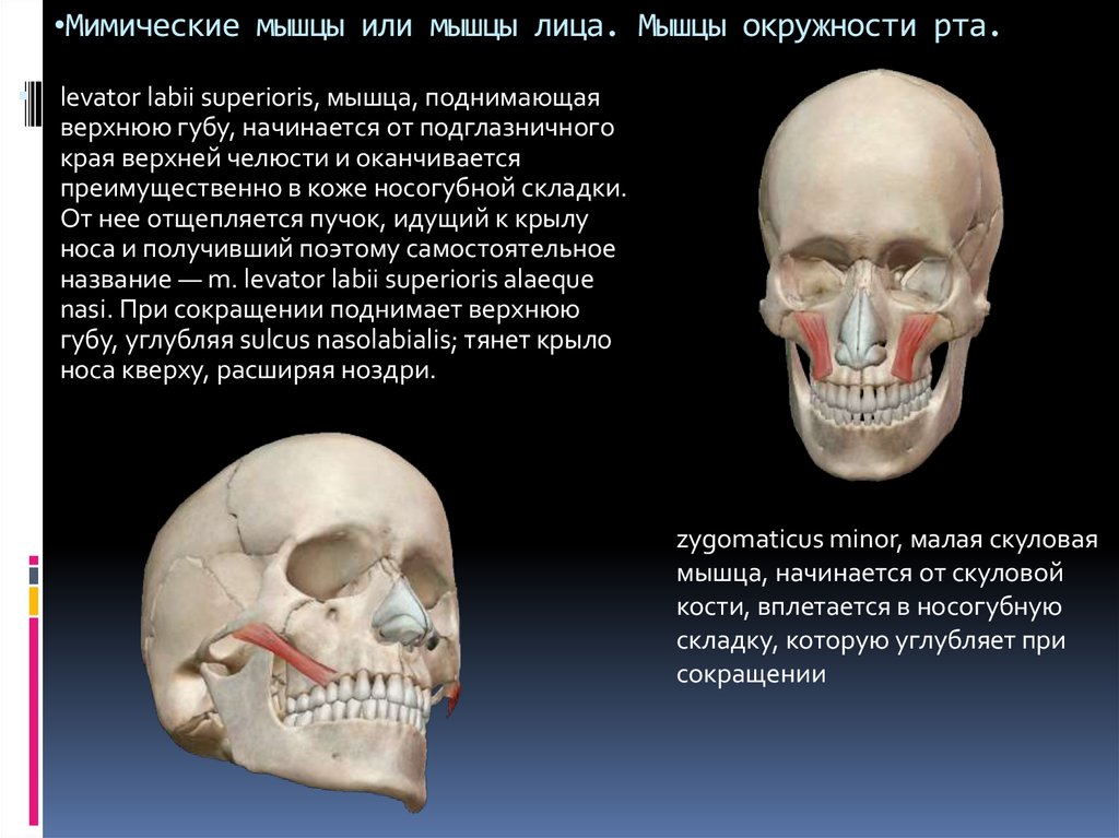 Скуловая мышца лица фото