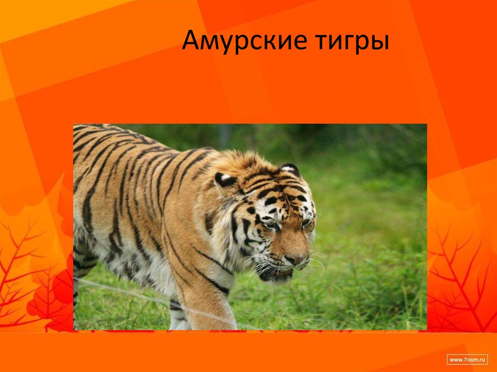 Амурские тигры презентация