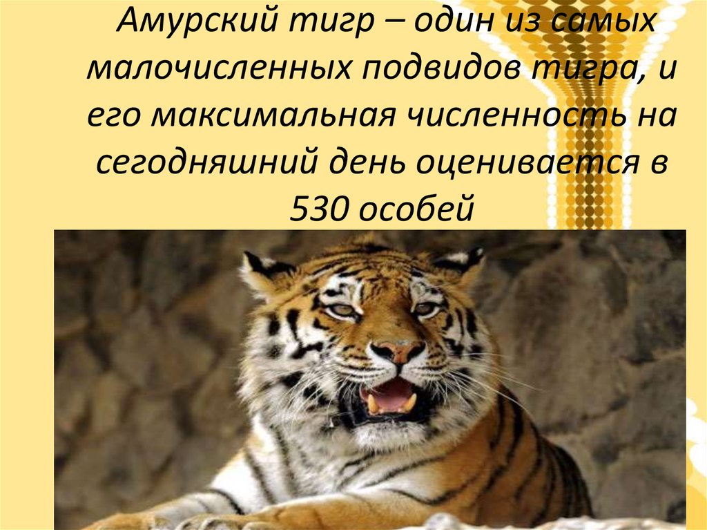 Исчезновение амурского тигра. Причины исчезновения амурских тигров. Амурский тигр причины вымирания. Причины вымирания Амурского тигра из красной книги. Амурский тигр красная книга причины исчезновения.