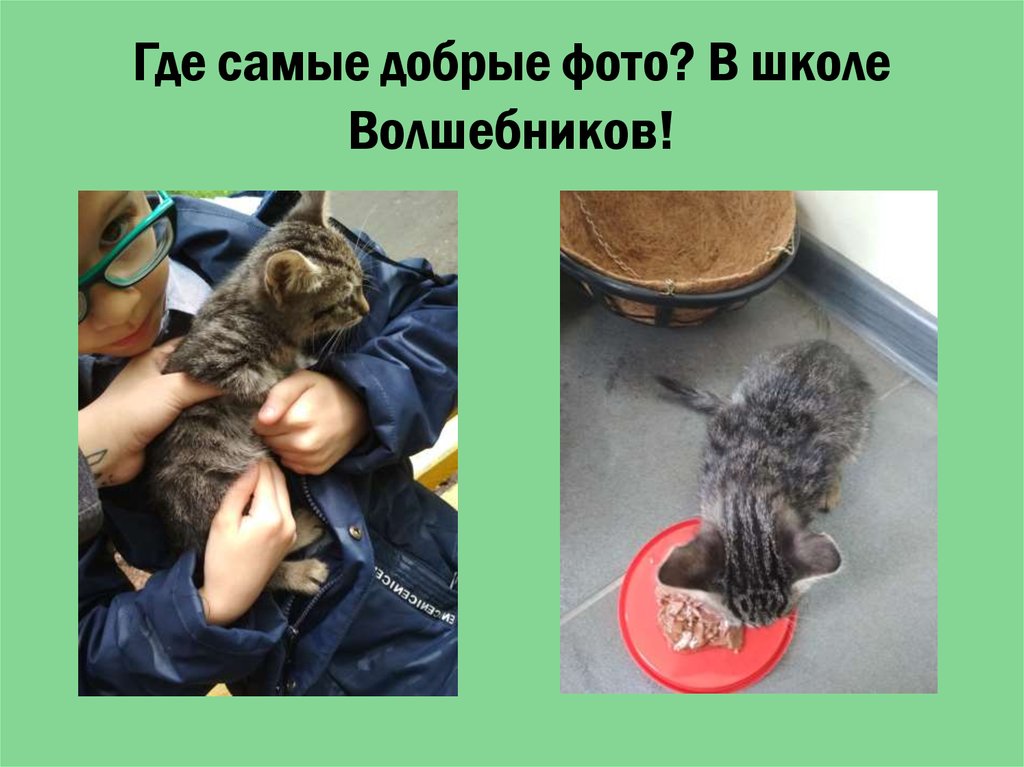 Где самые добрые фото? В школе Волшебников!