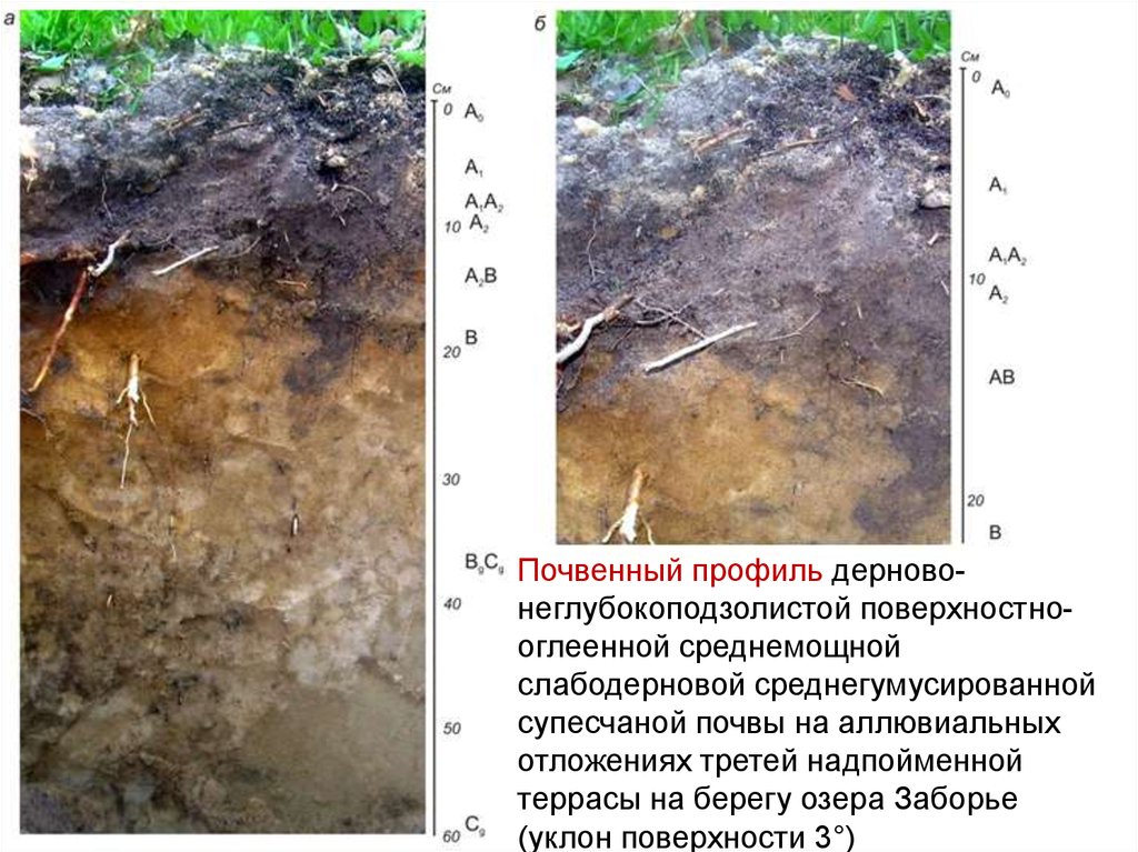 Аллювиальные почвы презентация