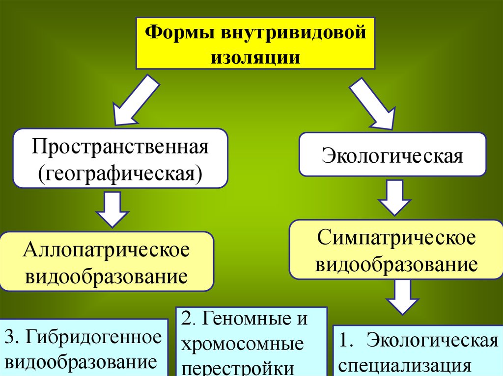 Виды изоляции. Видообразование биология. Механизм географического и экологического видообразования. Изолирующие механизмы видообразование. Формы внутривидовой изоляции.