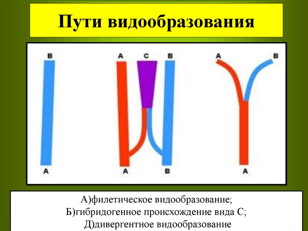 Механизм видообразования схема