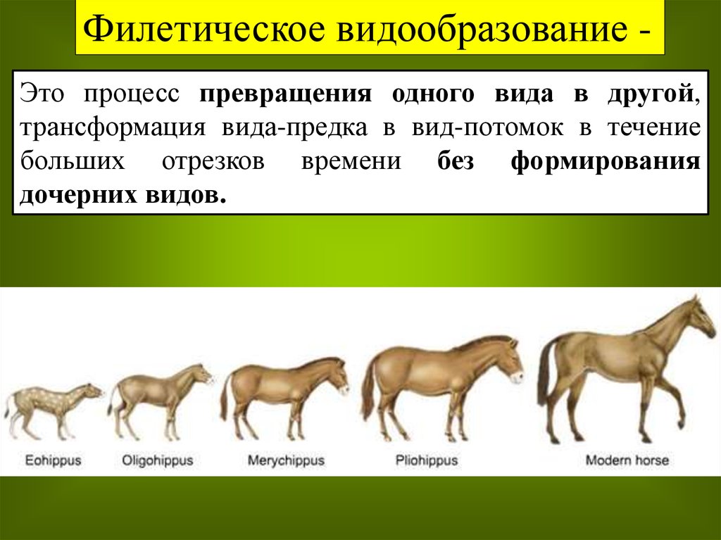 Порода это класс биология. Филетическое видообразование. Филетическое видообразование лошади. Филетическое видообразование примеры. Фмлетическое видообразования приме.