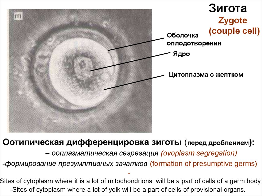 Как называется отверстие в оболочке ядра клетки. Оотипическая дифференцировка гистология. Бластомерная дифференцировка. Ядро зиготы. Клетка зигота.