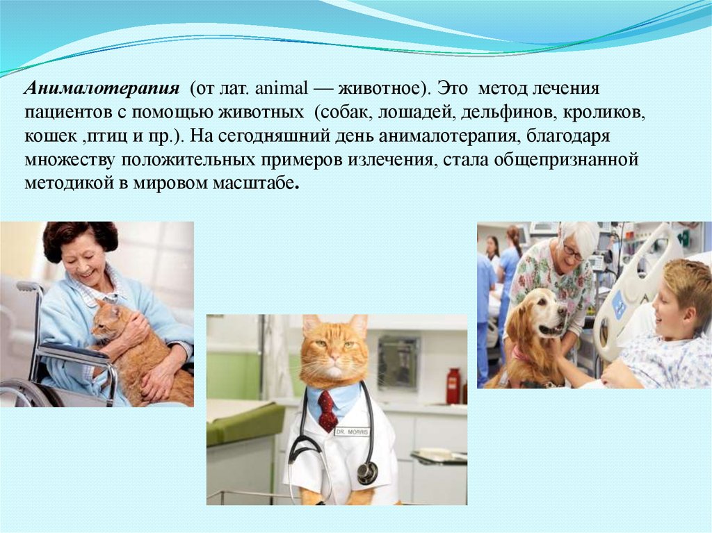 Какие животные лечат. Анималотерапия презентация. Животные лечат людей. Анималотерапия животные. Анималотерапия для детей.
