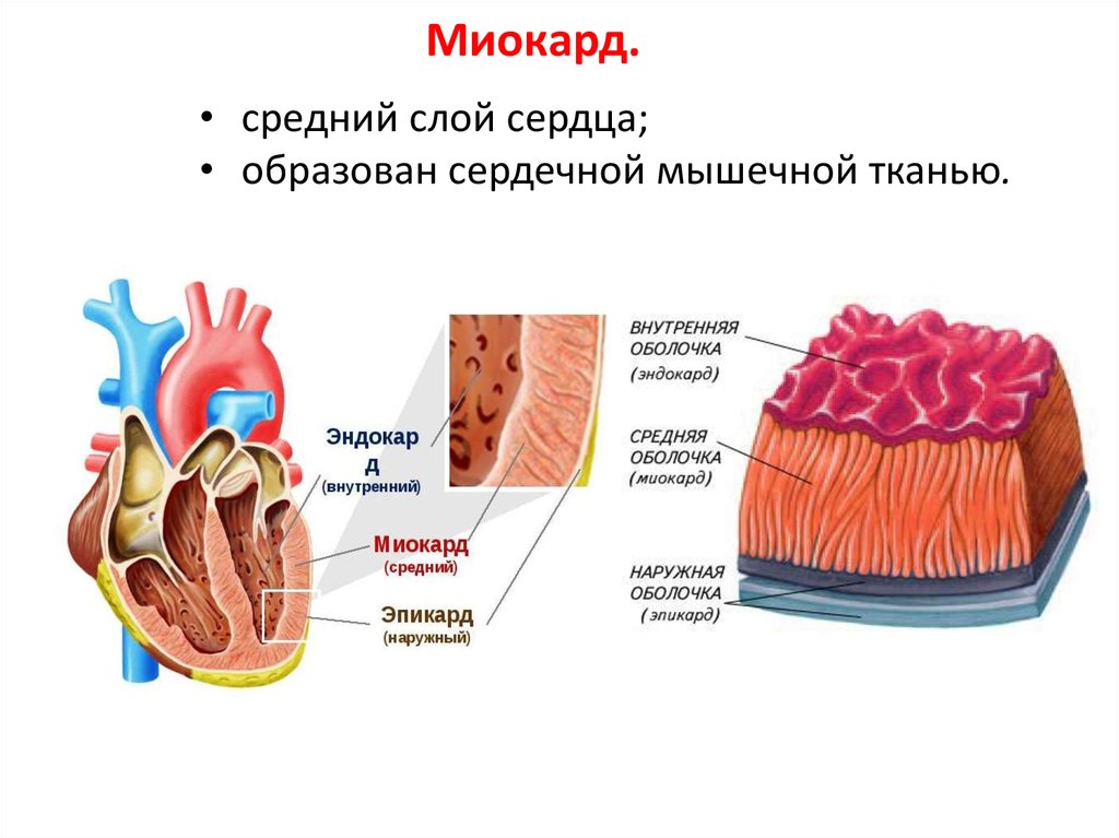 Сердце образовано клетками. Строение сердца миокард эндокард перикард. Строение слоев миокарда. Стенки сердца эндокард миокард эпикард. Миокард эндокард перикард ткани.